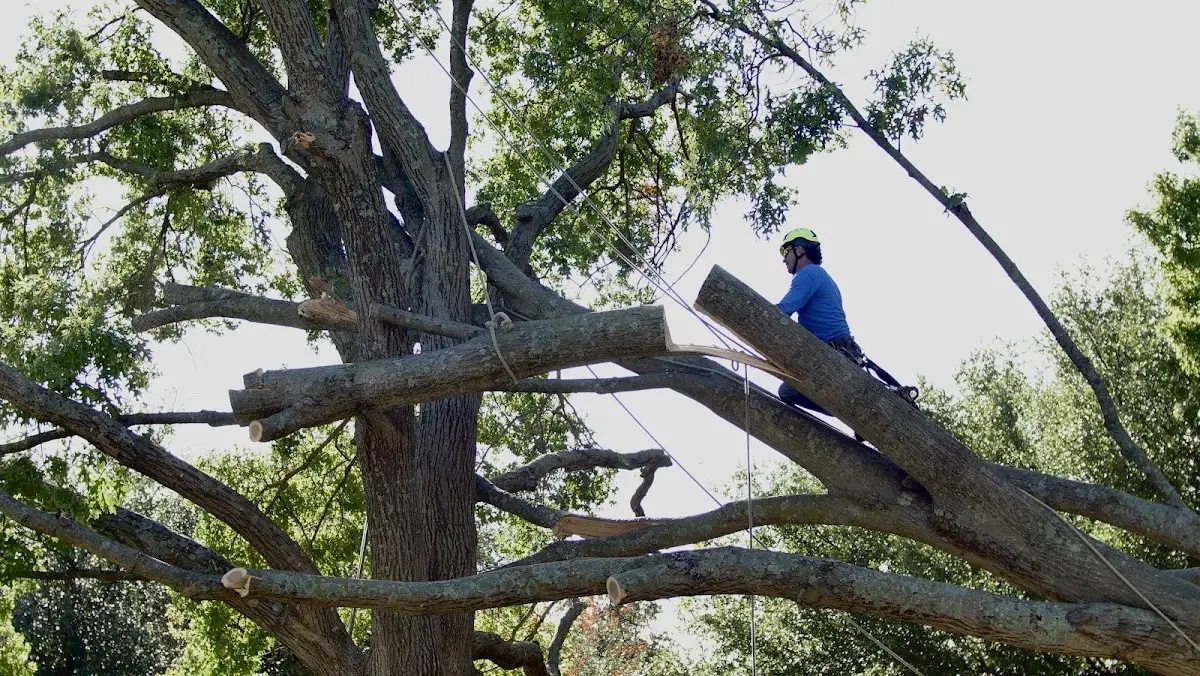 Professional Crown Thinning performed by certified arborists in Collins