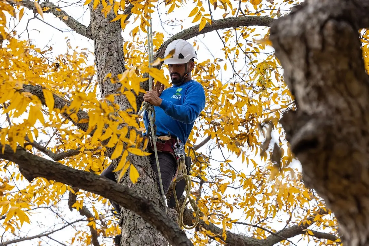 Skilled Tree Trimming crew working in Collins